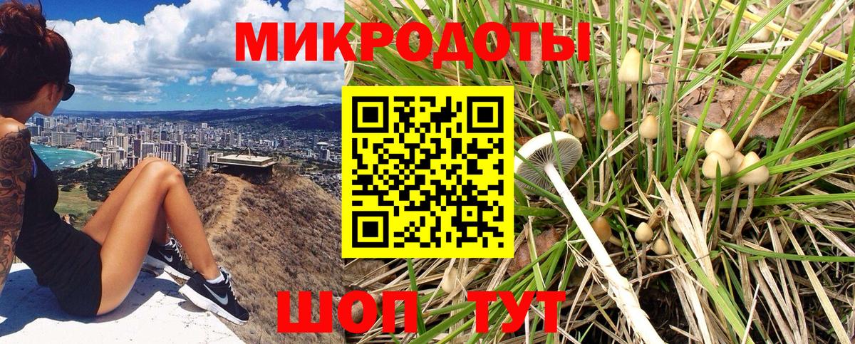 Псилоцибиновые грибы Psilocybe Пушкино